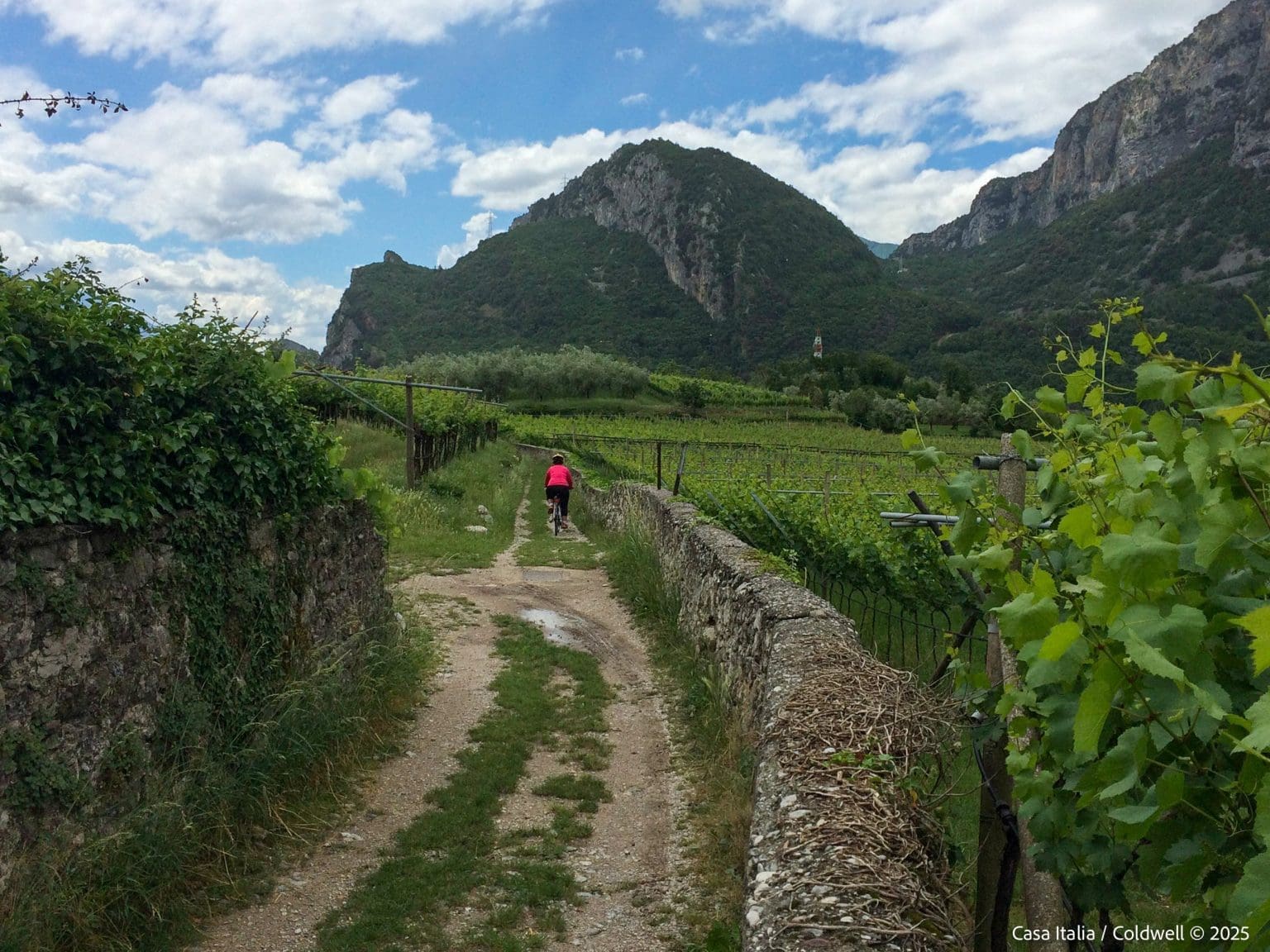 Vei med syklist mellom vinranker